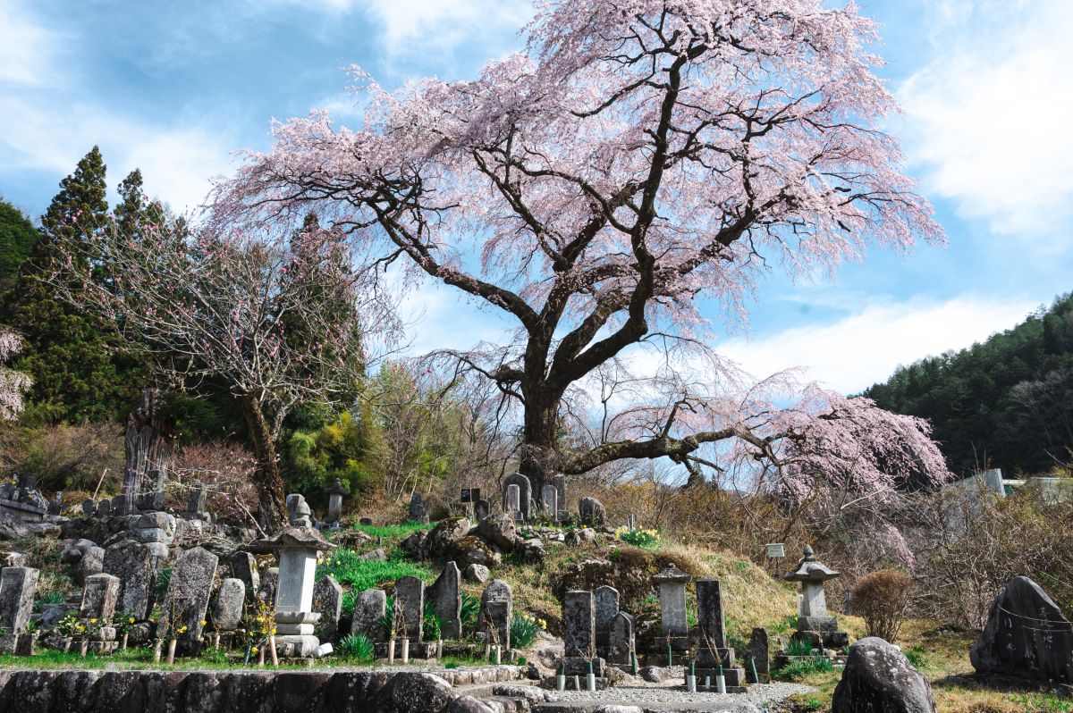 南信州の桜旅　黒船桜